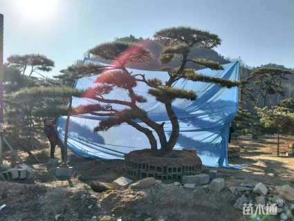 21公分造型黑松