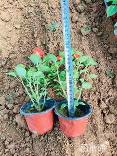 高度10厘米非洲凤仙