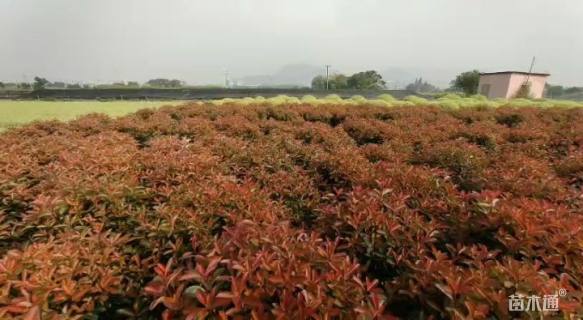 冠幅80厘米红叶石楠球