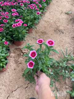 高度22厘米石竹