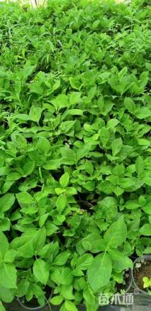 高度30厘米绣球