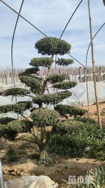 高度150厘米小叶黄杨