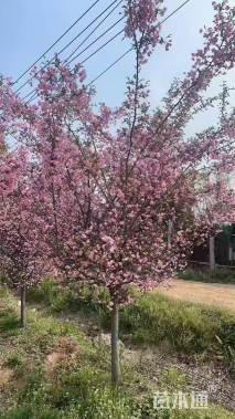 12公分垂丝海棠