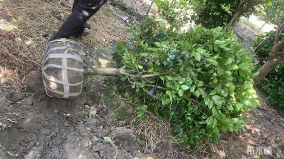 高度150厘米茶花