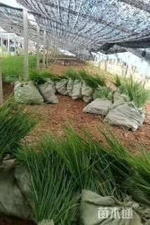 高度50厘米矮蒲苇