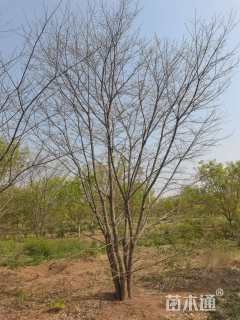 10公分(5杆)丛生朴树