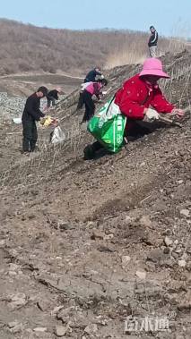 高度80厘米紫穗槐