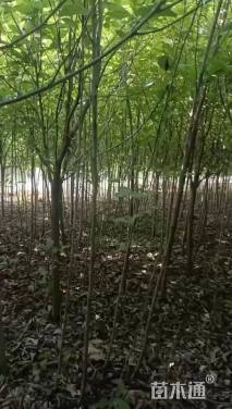 12公分木瓜海棠