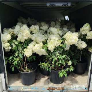 高度40厘米圆锥绣球