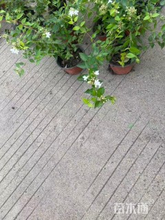 高度15厘米大花六道木小苗