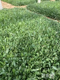 高度20厘米金鸡菊