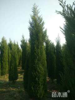 高度300厘米蜀桧