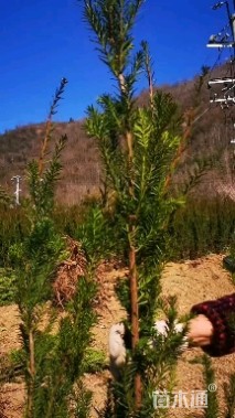 高度130厘米曼地亚红豆杉