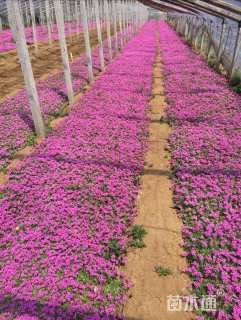 高度15厘米红花酢浆草