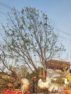 60公分(3杆)丛生香樟