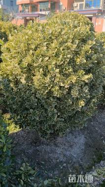 冠幅150厘米金边黄杨球