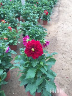 高度25厘米小丽花