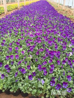 高度10厘米角堇