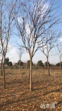 18公分无患子