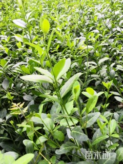 主蔓长40厘米小叶扶芳藤