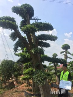40公分造型榆树
