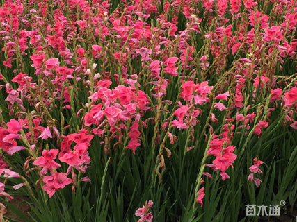 高度20厘米唐菖蒲