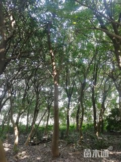 25公分吊瓜树