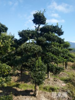 移栽苗造型罗汉松