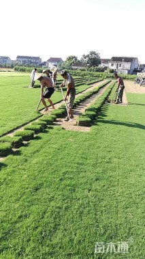草块状天堂草