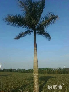裸干高450厘米大王椰子