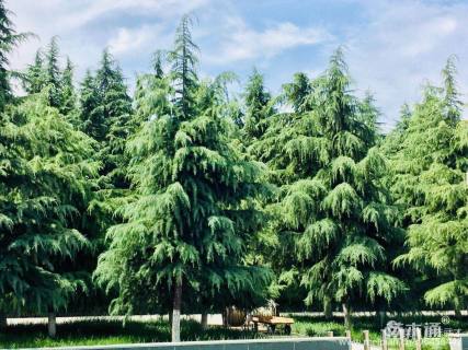高度800厘米雪松
