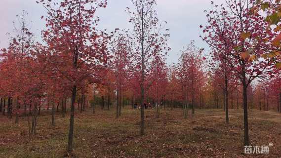 5公分欧洲枫香