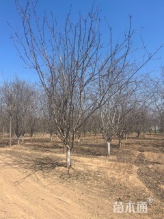 15公分垂丝海棠