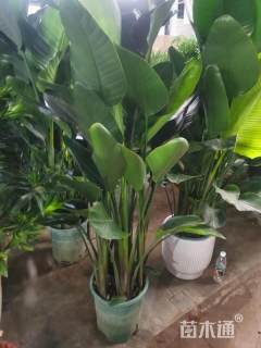 高度120厘米天堂鸟