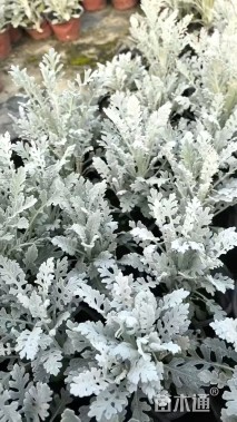 高度15厘米银叶菊