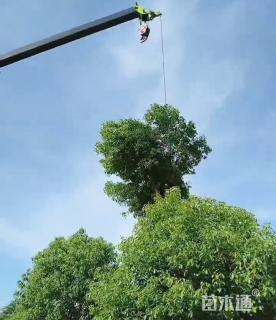 38公分香樟