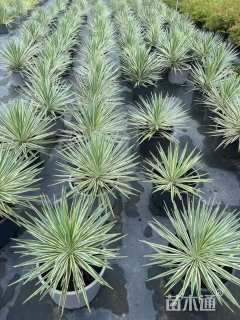 高度25厘米丝兰