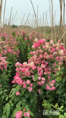 150厘米藤本月季