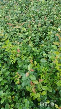 高度35厘米贴梗海棠