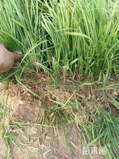 高度30厘米阔叶麦冬