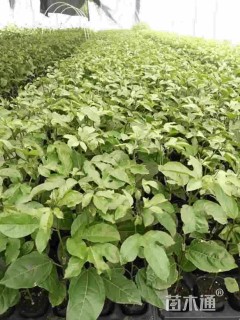 0.2公分台农一号