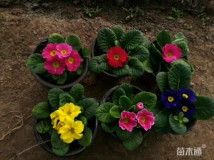 报春花