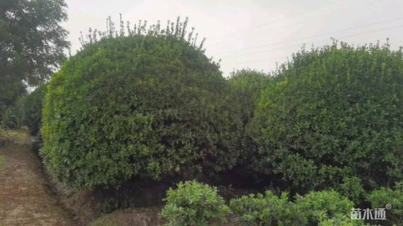 冠幅400厘米大叶黄杨球