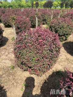 冠幅150厘米紫叶小檗球