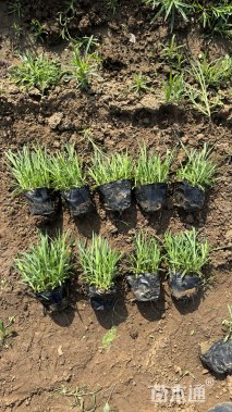 高度5厘米地被石竹