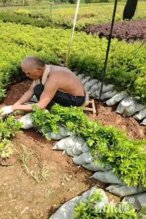 高度30厘米小叶栀子