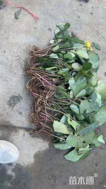 高度15厘米大吴风草