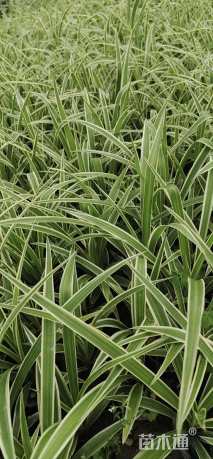 高度20厘米吊兰