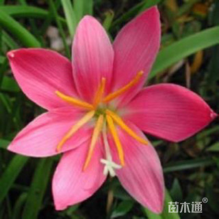 高度30厘米红花葱兰