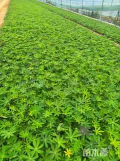 高度30厘米羽扇豆